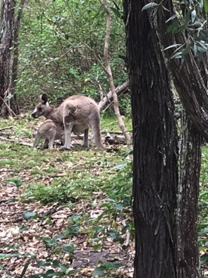 Skippy and Skip Jnr.